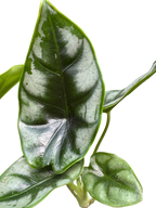 Alocasia 'Reversa'