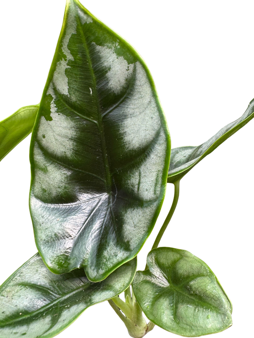Alocasia 'Reversa'
