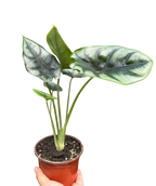 Alocasia 'Reversa'