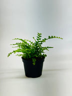 Fern 'Lemon Button'