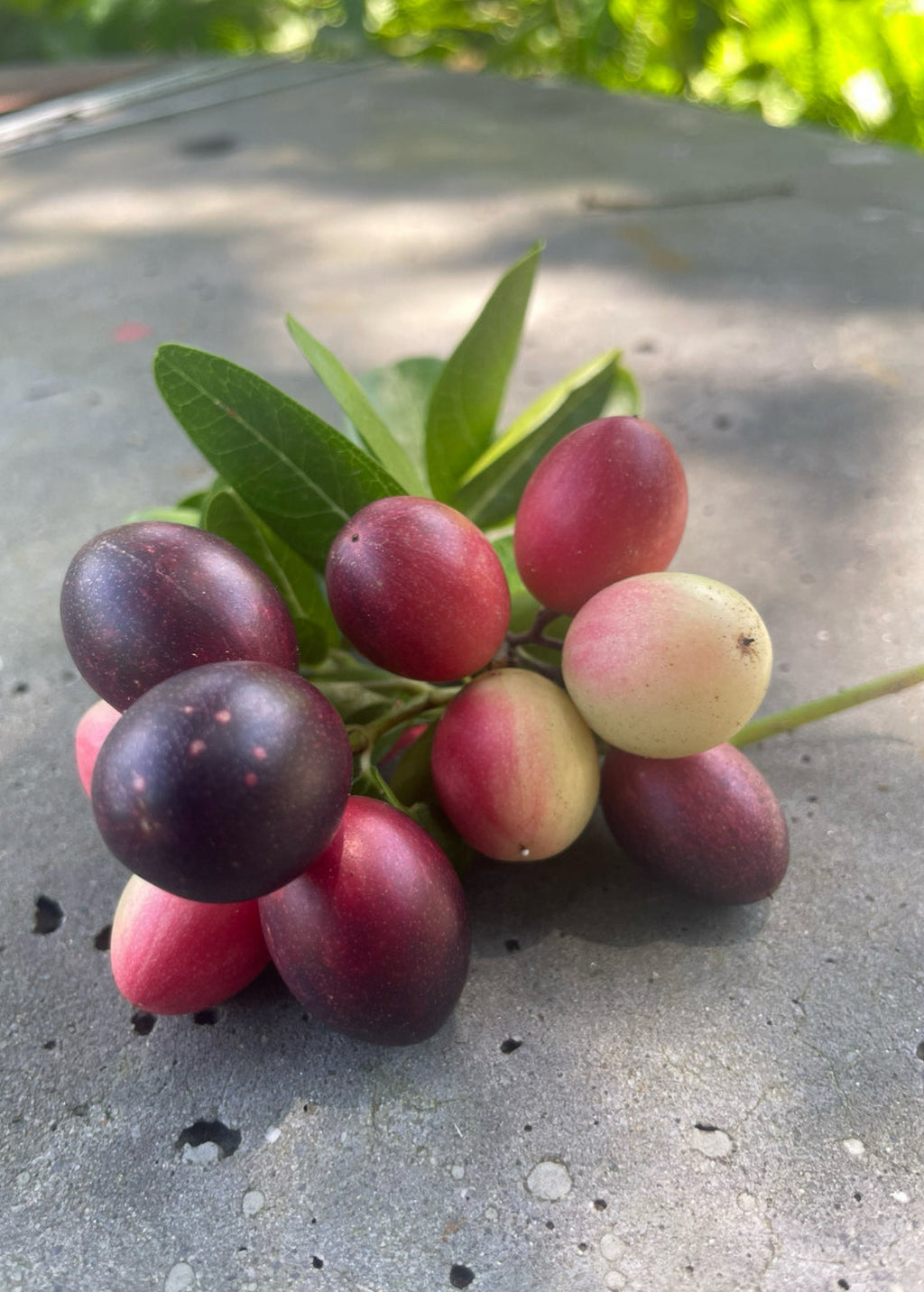 Karanda — Bengal Currant Plant