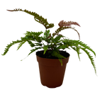 Fern 'Tricolor Pteris'