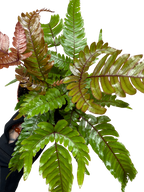Fern 'Tricolor Pteris'