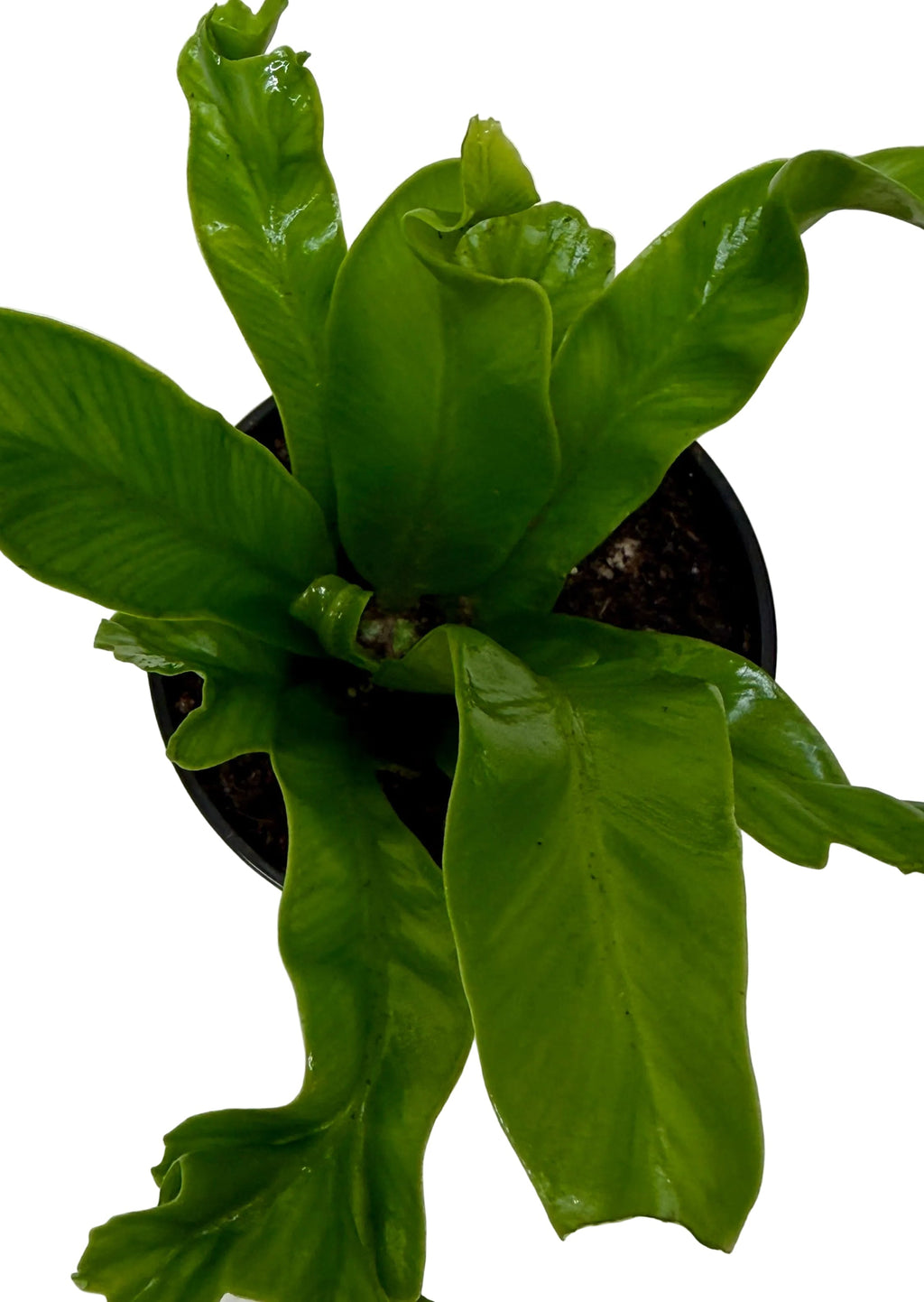 Leslie Bird's Nest Fern — Ruffled Indoor Fern live plant