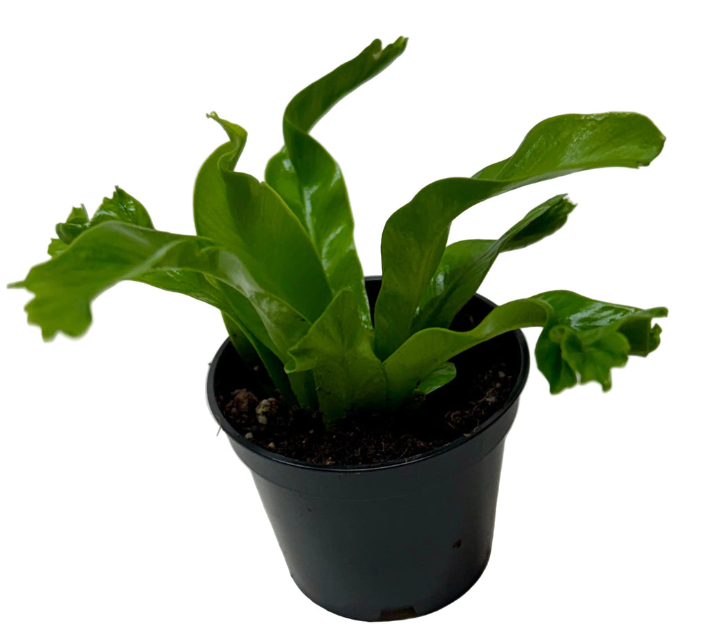 Leslie Bird's Nest Fern — Ruffled Indoor Fern live plant