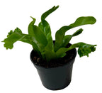 Leslie Bird's Nest Fern — Ruffled Indoor Fern live plant