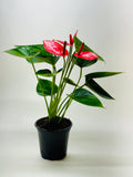 Livium Anthurium — Striped Flowering Houseplant