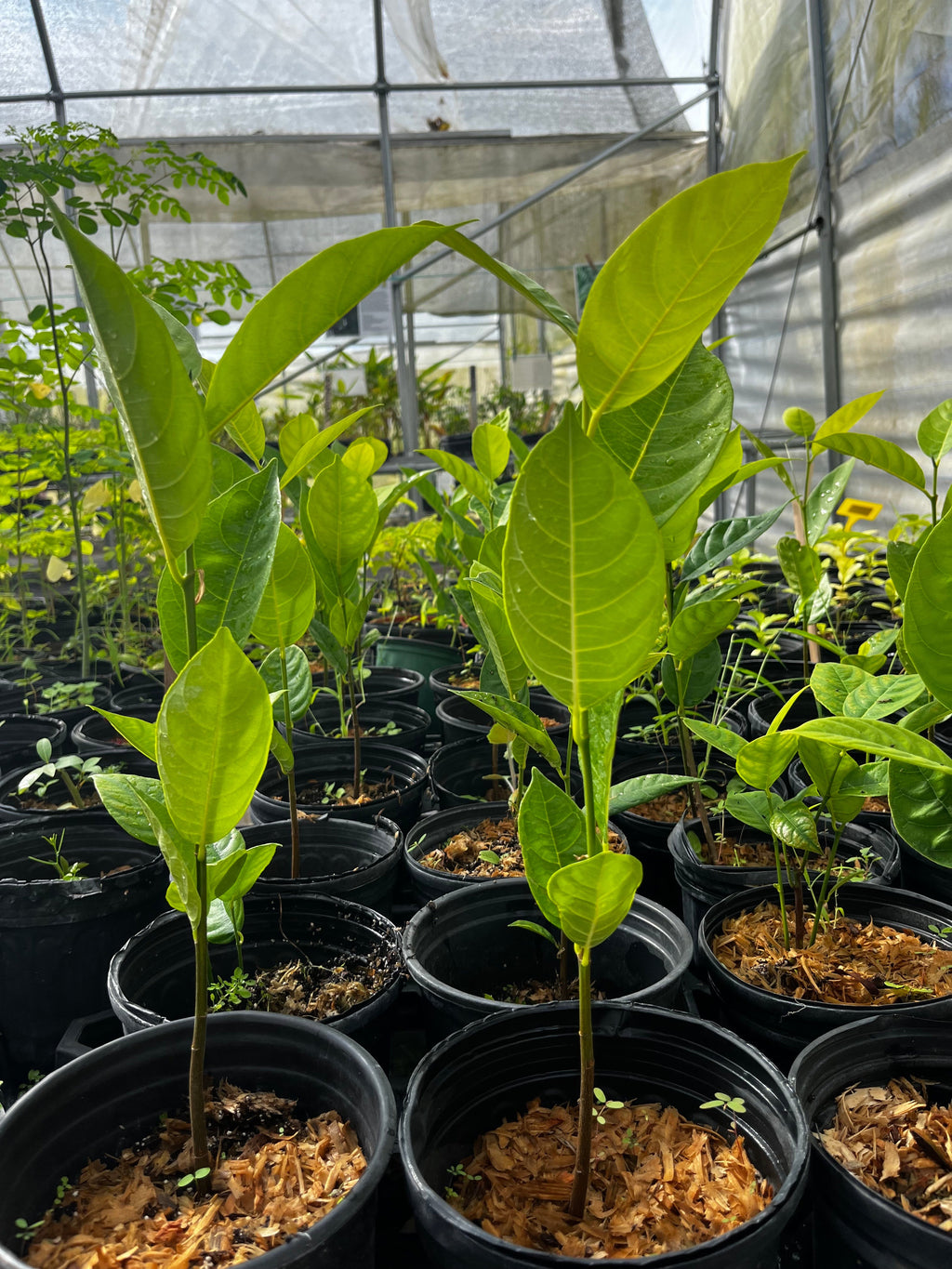 Jackfruit Seedling — Live Tropical Tree