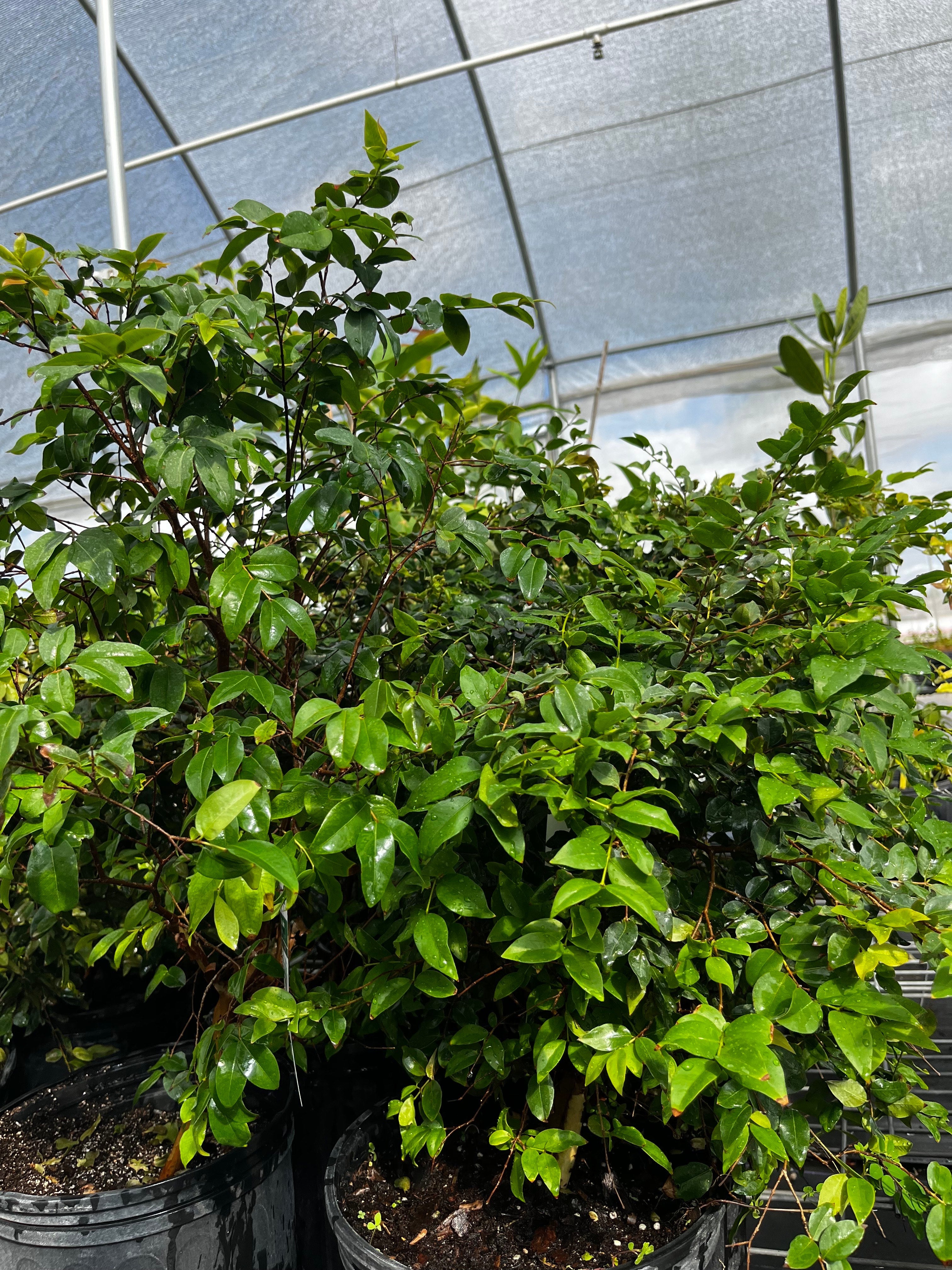 Jabuticaba Tree — Brazilian Grape Tree