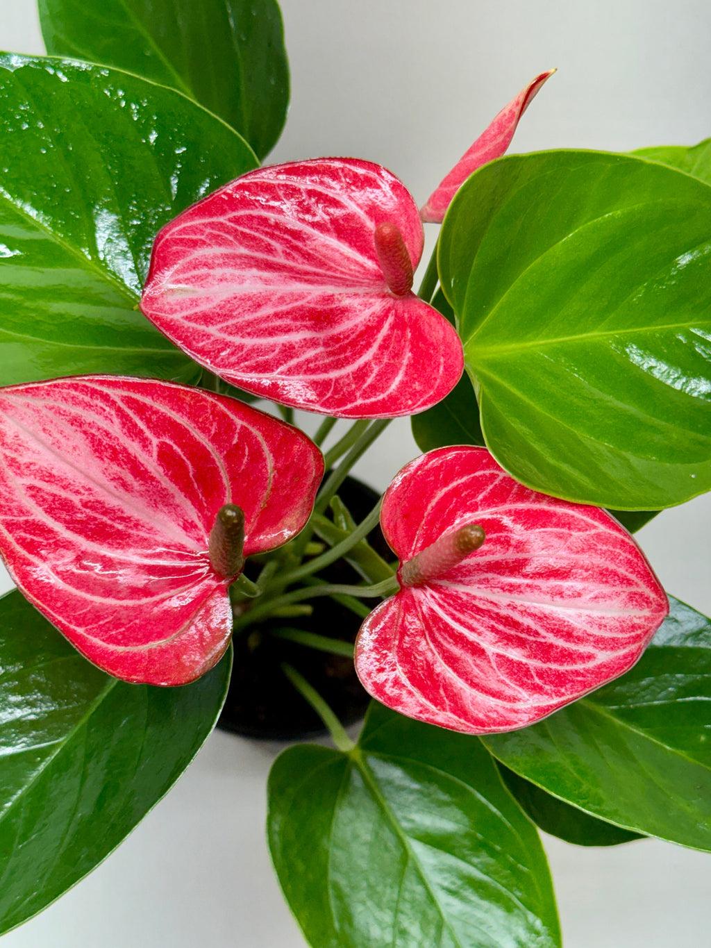 Livium Anthurium — Striped Flowering Houseplant live plant