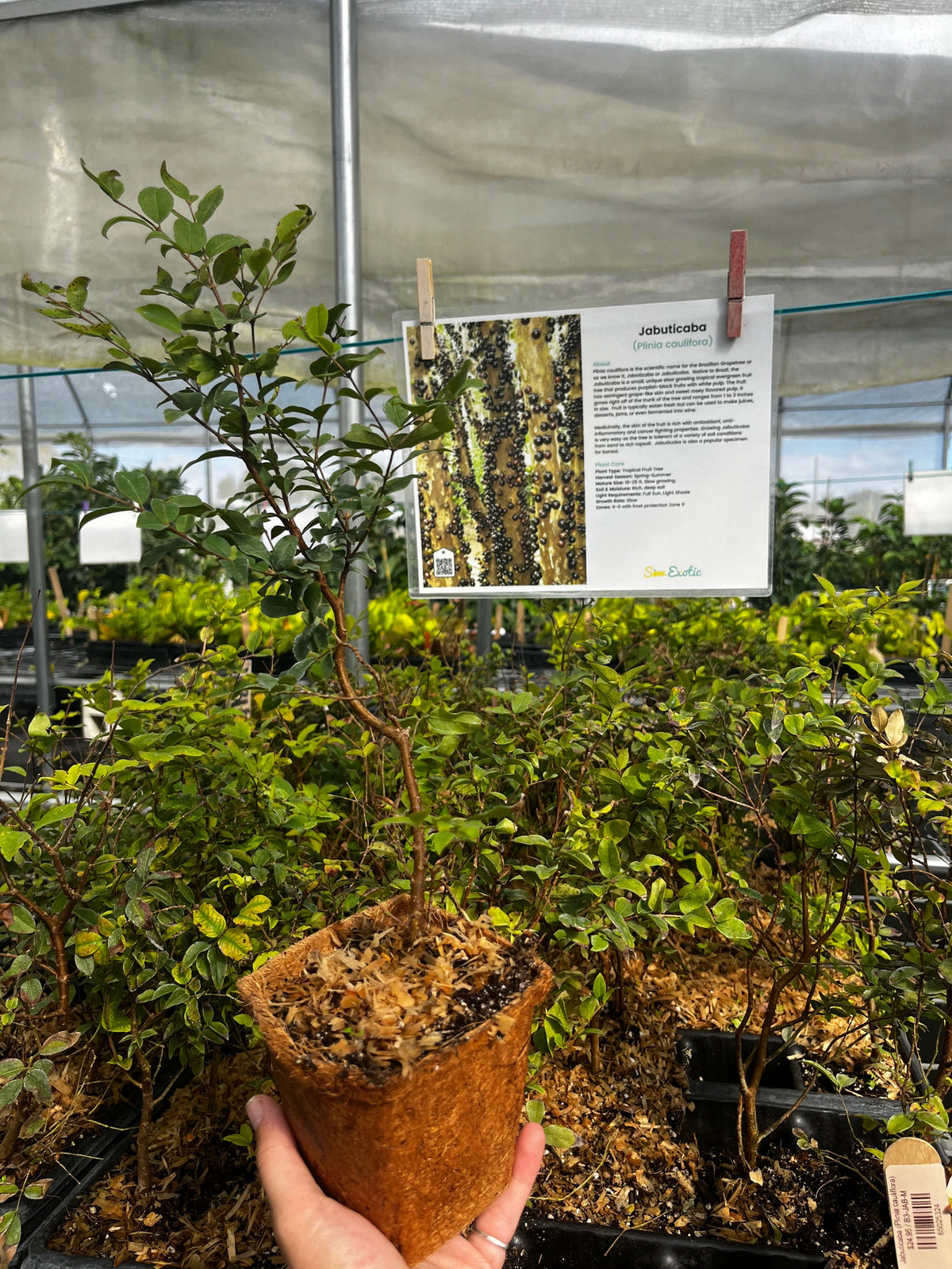 Jabuticaba Tree — Brazilian Grape Tree