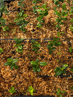 Karanda — Bengal Currant Plant