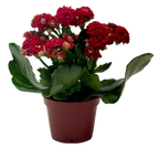 Kalanchoe 'Blossfeldiana'
