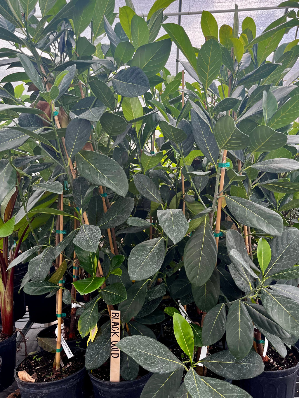 Black Gold Jackfruit Tree live plant - additional view 2