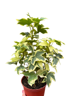 Ivy Tree Variegated