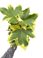 Ivy Tree Variegated