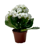 Kalanchoe 'Blossfeldiana'