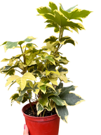 Ivy Tree Variegated