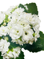 Kalanchoe 'Blossfeldiana'