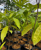 Canistel Seedling — Eggfruit Tree