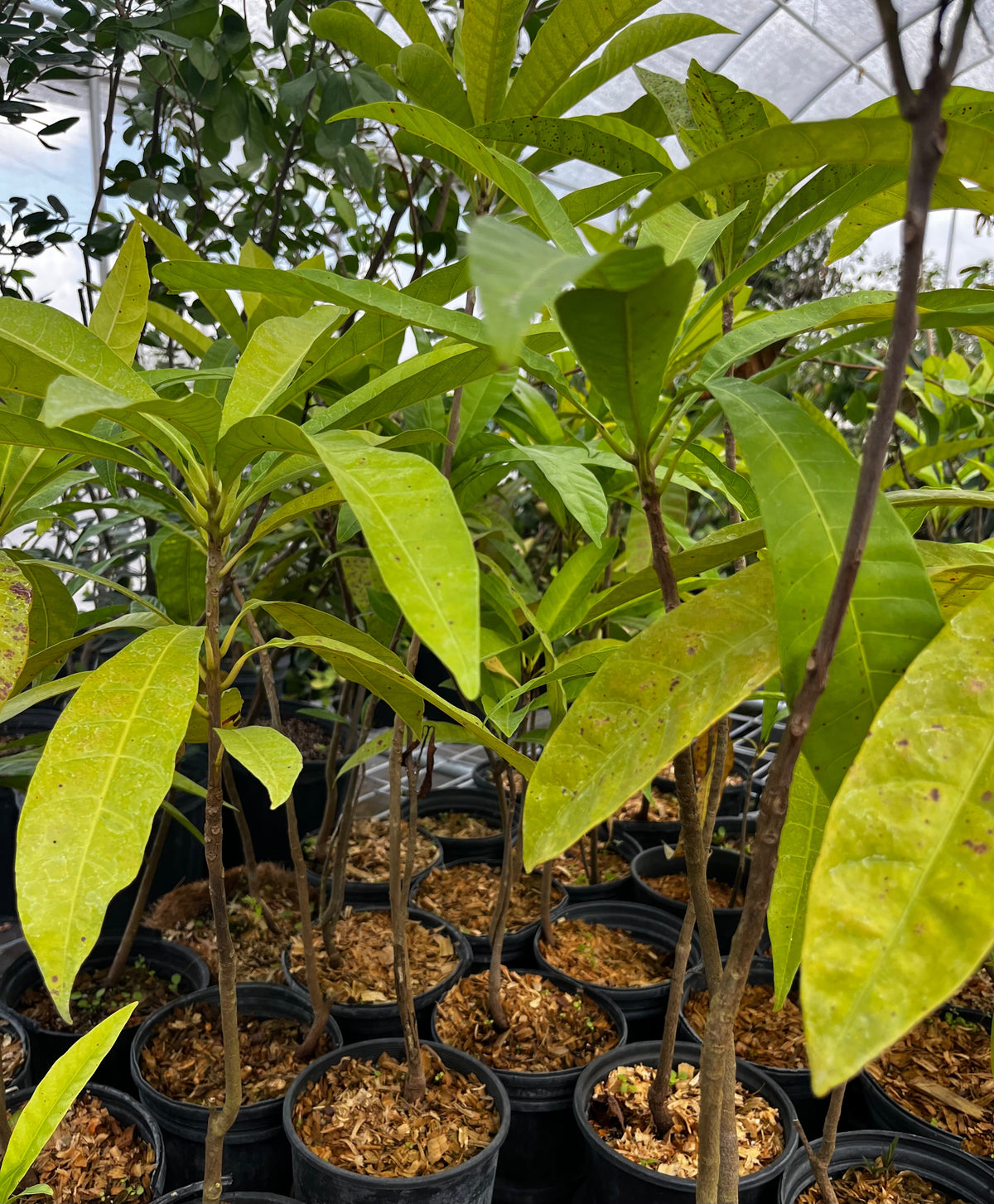 Canistel Seedling — Eggfruit Tree