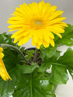 Gerbera Daisy