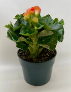 Begonia 'Reiger'