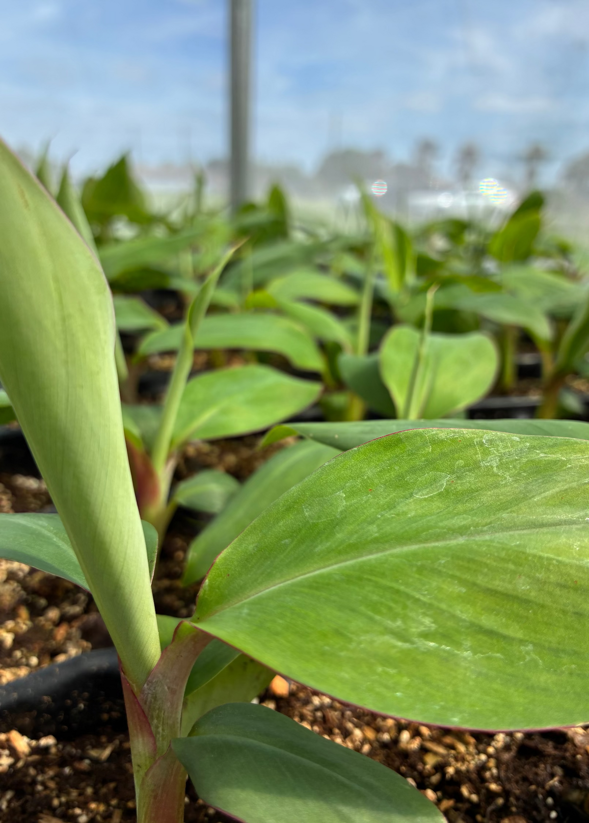 Mona Lisa Banana — Live Tropical Banana Plant