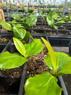 Black Sapote Seedling Tree live plant - additional view 6