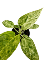Philodendron 'Blizzard'