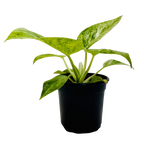 Philodendron 'Blizzard'