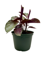 Calathea 'Silver Plate'