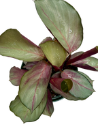 Calathea 'Silver Plate'