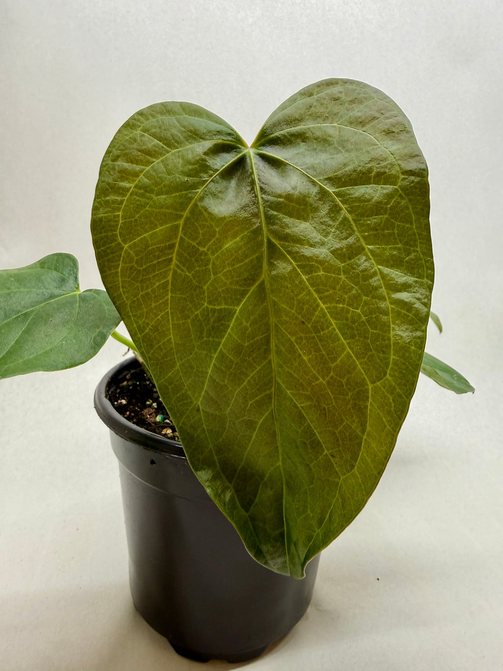 Queen of Hearts Anthurium — Red Flowering Plant live plant