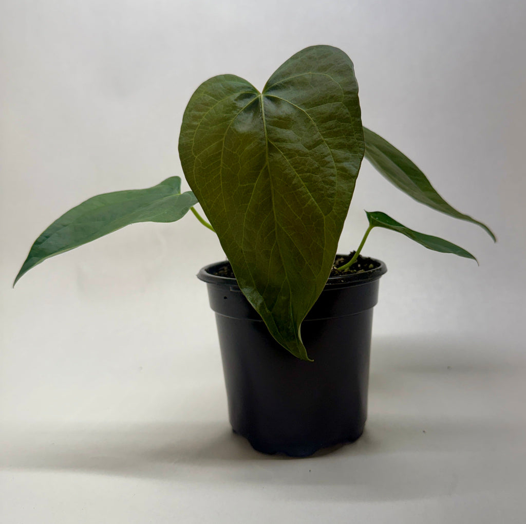 Queen of Hearts Anthurium — Red Flowering Plant live plant