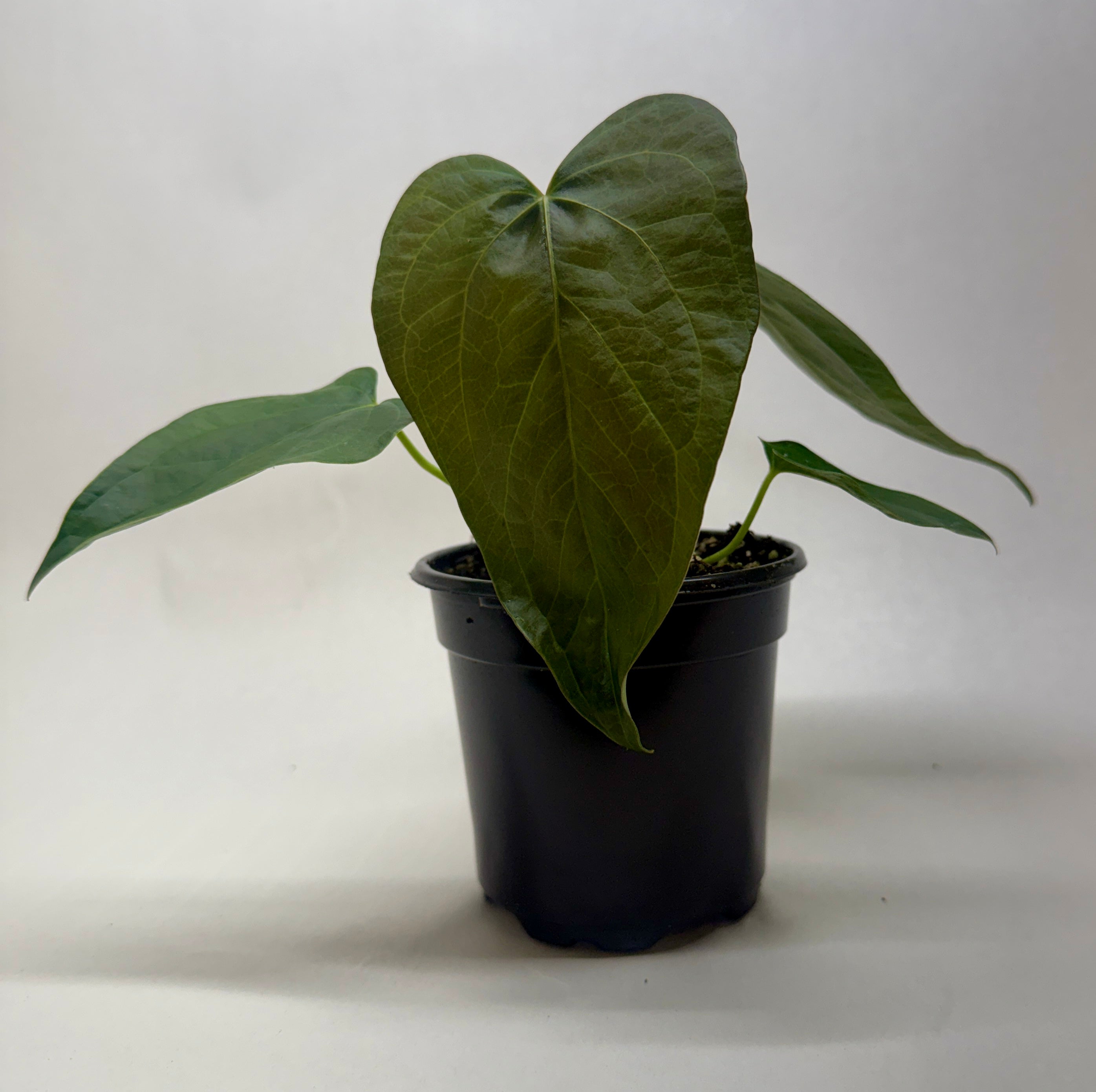 Queen of Hearts Anthurium — Red Flowering Plant live plant