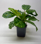 Beauty Kim Prayer Plant — Variegated Maranta live plant