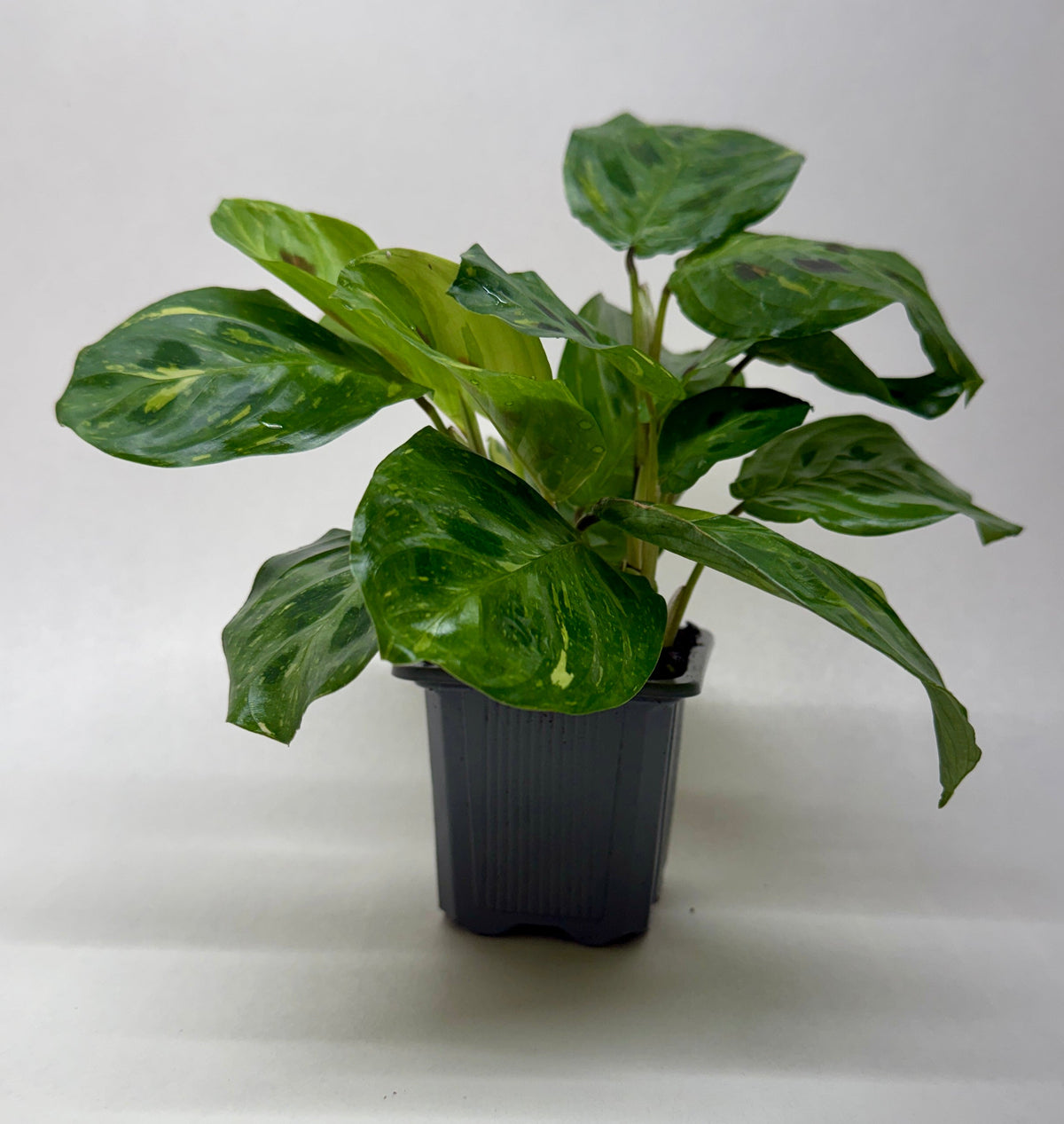 Beauty Kim Prayer Plant — Variegated Maranta live plant