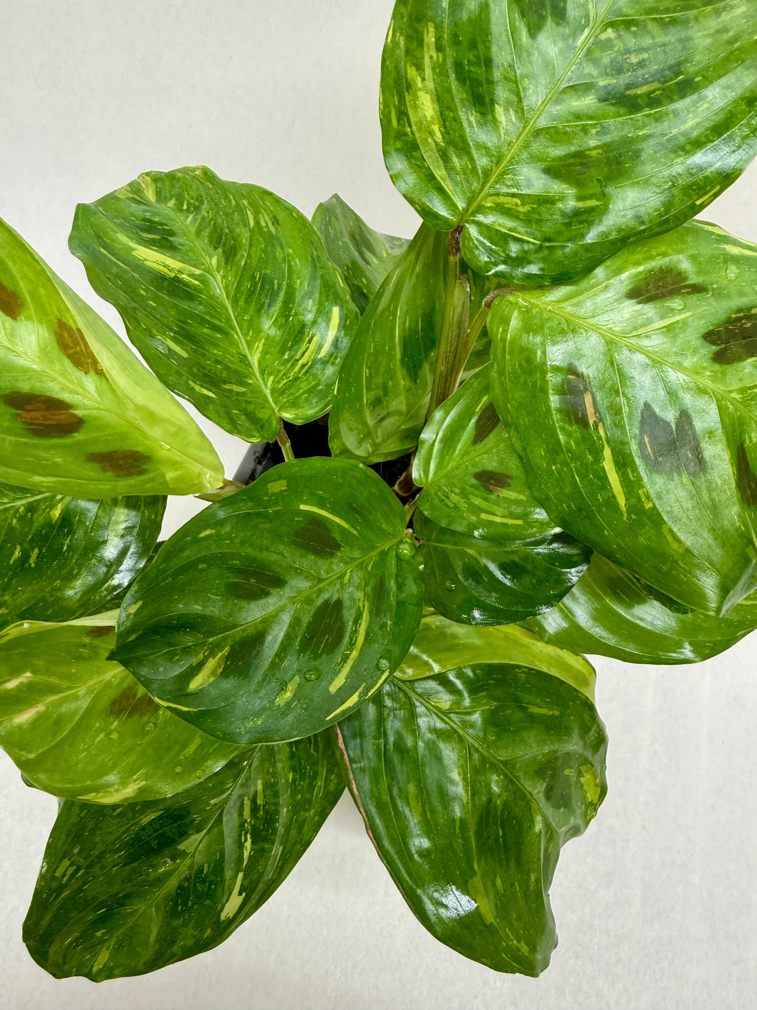 Beauty Kim Prayer Plant — Variegated Maranta live plant