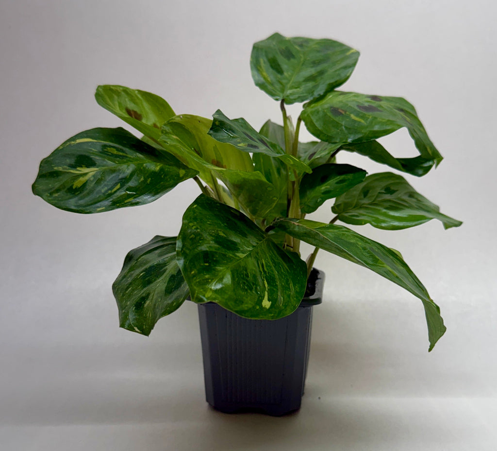 Beauty Kim Prayer Plant — Variegated Maranta live plant