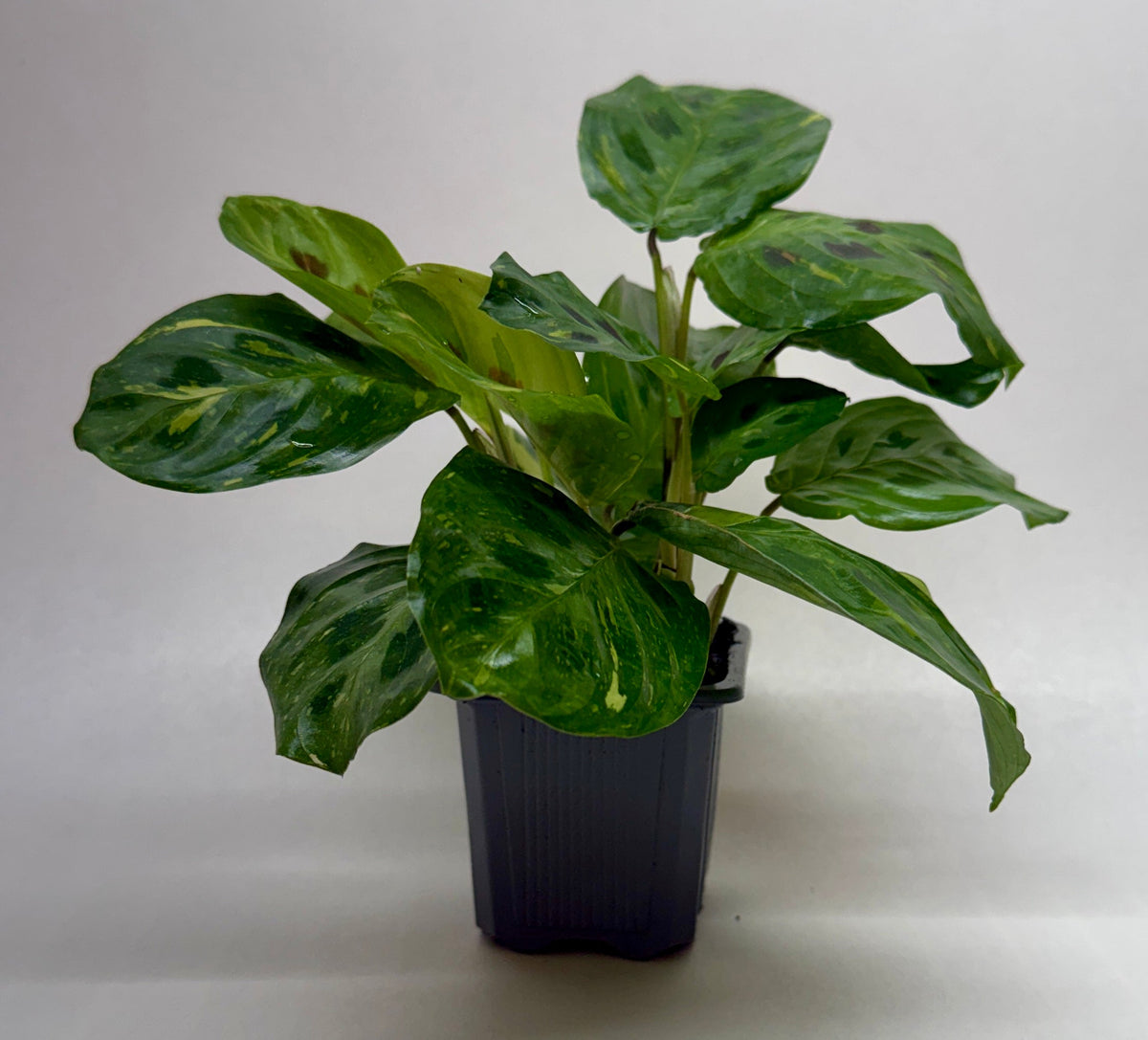 Beauty Kim Prayer Plant — Variegated Maranta live plant