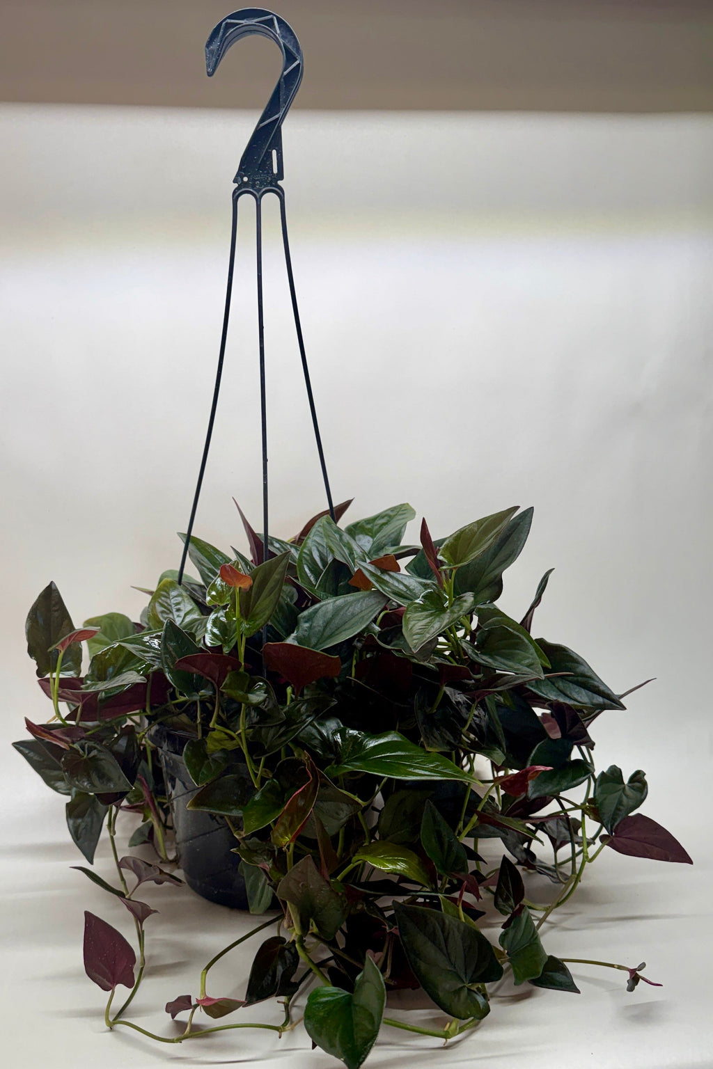 Red Arrow Syngonium — Burgundy Arrowhead Plant live plant