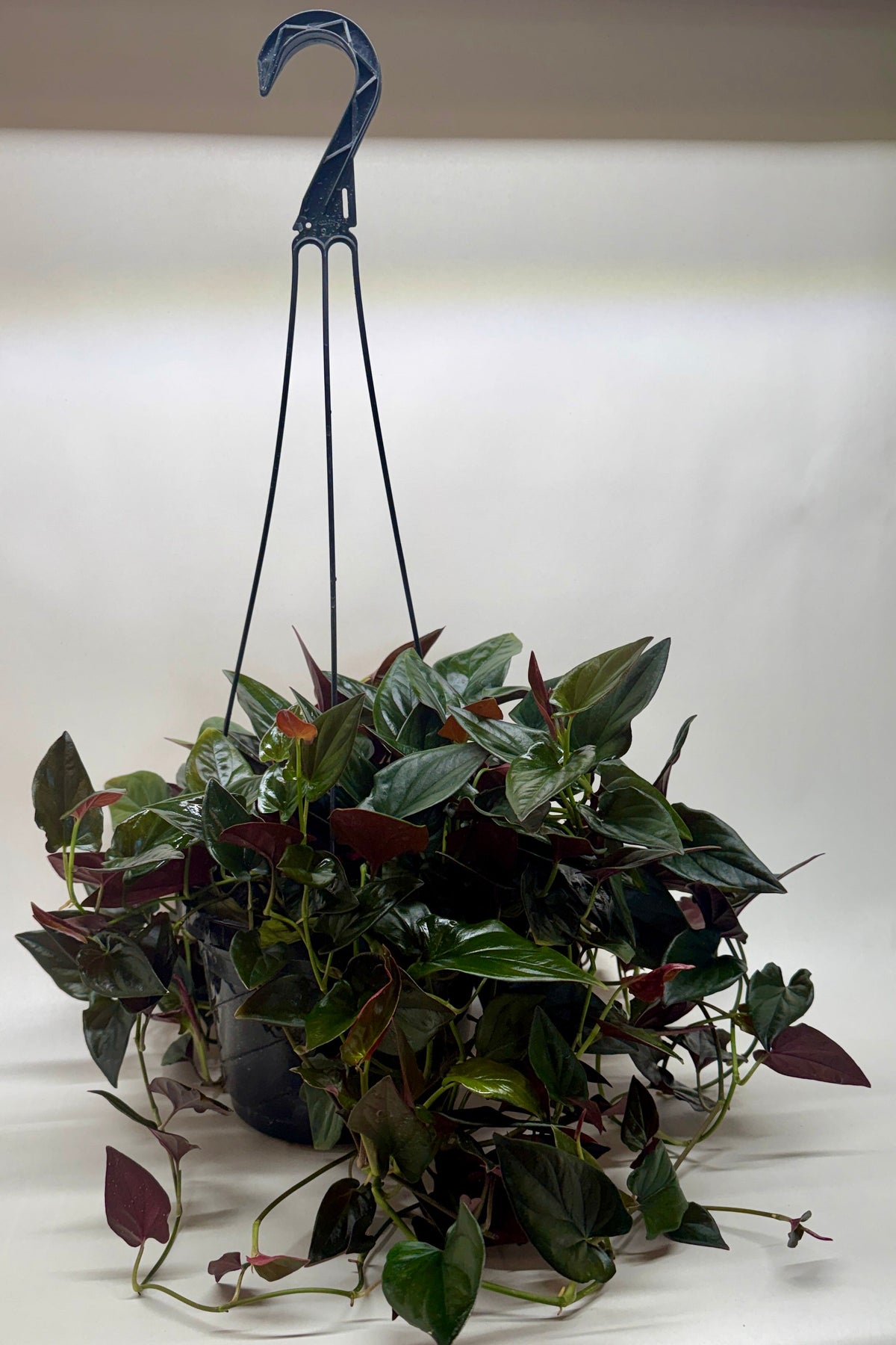 Red Arrow Syngonium — Burgundy Arrowhead Plant live plant