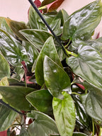 Red Arrow Syngonium — Burgundy Arrowhead Plant live plant