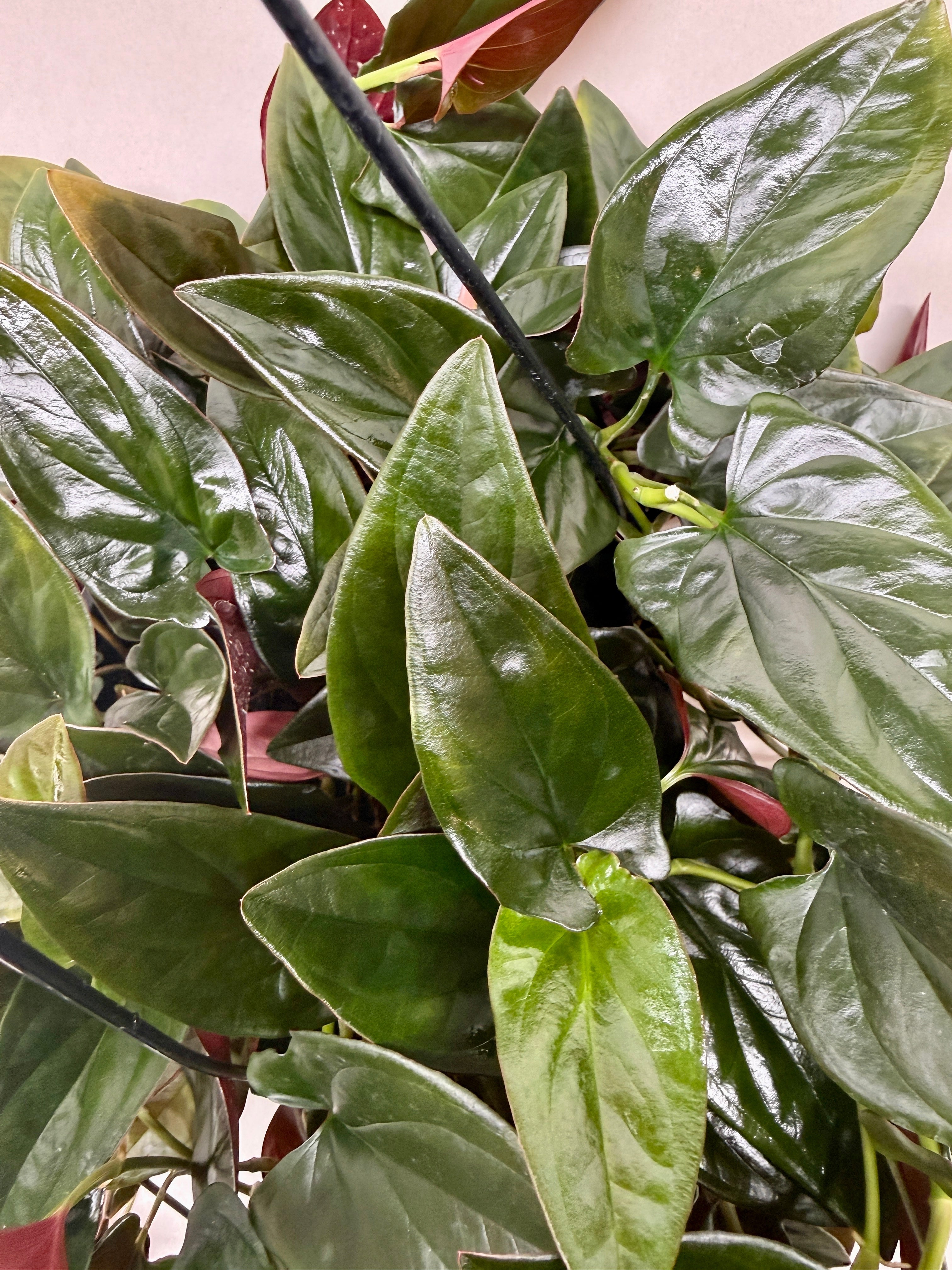 Red Arrow Syngonium — Burgundy Arrowhead Plant live plant