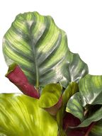 Calathea 'Fasciata'