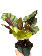 Calathea 'Fasciata'