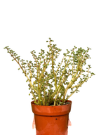 Pilea 'Globosa’