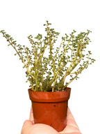 Pilea 'Globosa’