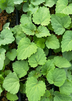 Young Korean mint plants with green, serrated leaves; foliage example